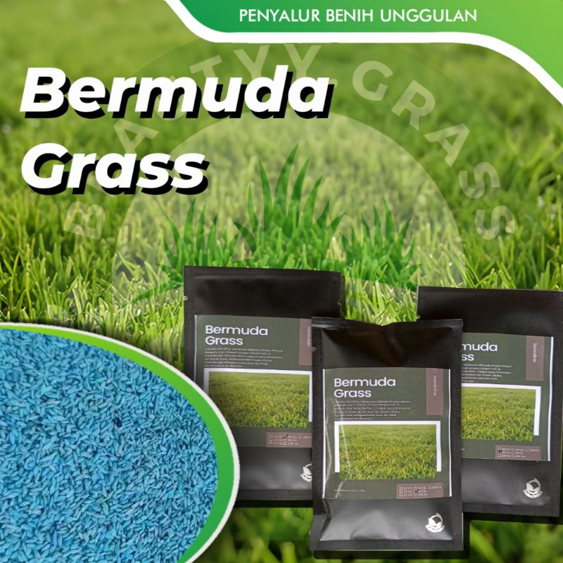 Benih Biji Rumput Bermuda - Bermuda Grass Seed