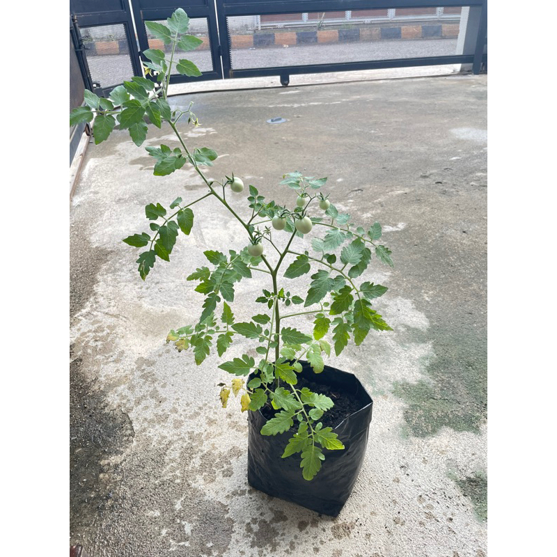 

Tomat Cherry