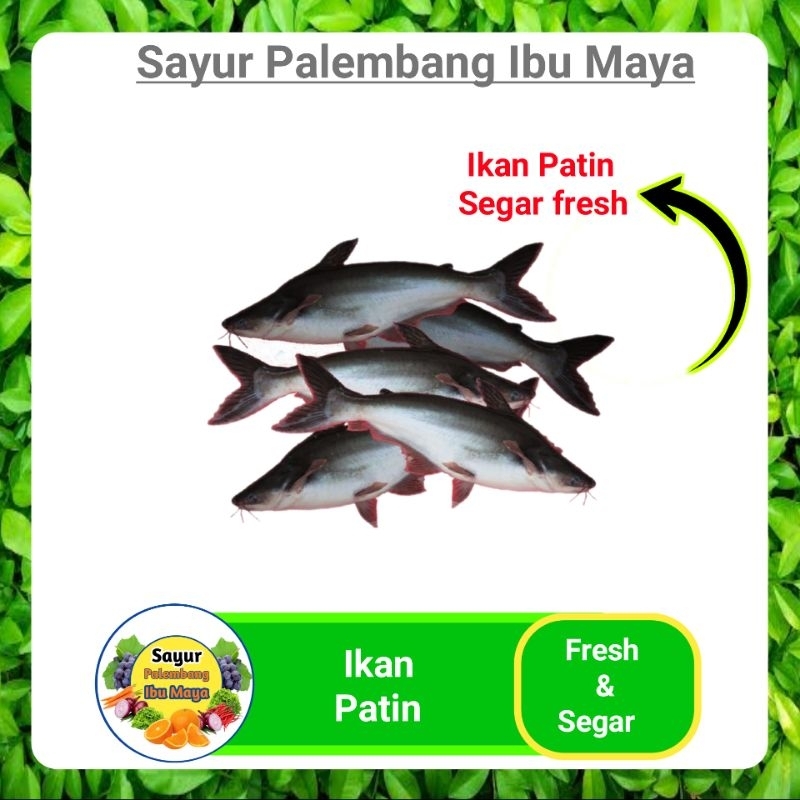 

Ikan Patin fresh Segar - Sayur Pasar Satelit Palembang