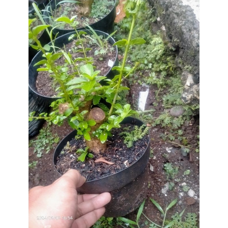 bahan bonsai sancang prospek prokar