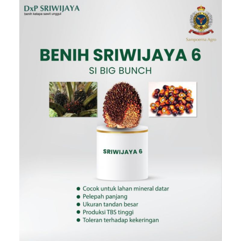 Benih Sawit Asli Polong Sawit DXP SRIWIJAYA SEMIKLON 6 SERTIFIKAT