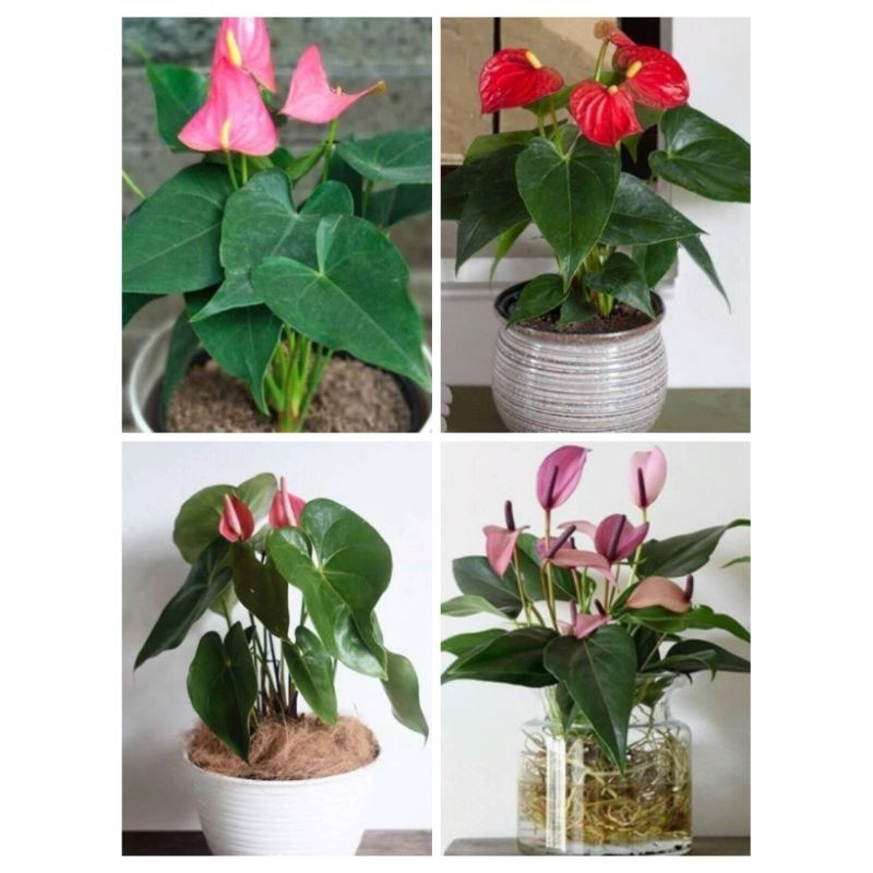 4pcs anthurium mickey mouse bunga besar - paket 4 tanaman hias anthurium mickey mouse