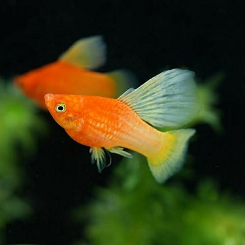 PLATY SUNRISE HIFIN HIASAN AQUARIUM