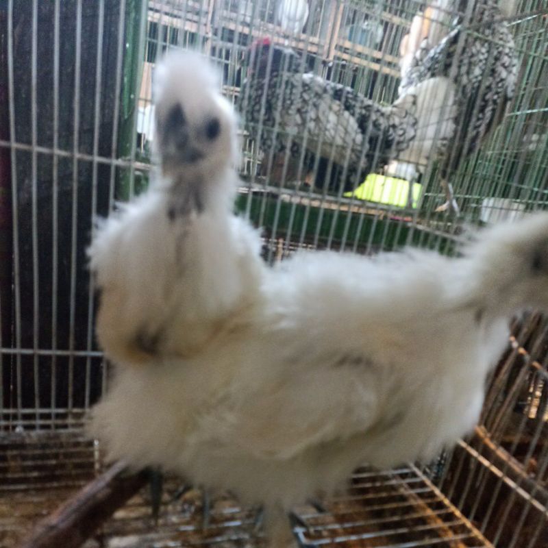 ayam kapas anakan sepasang