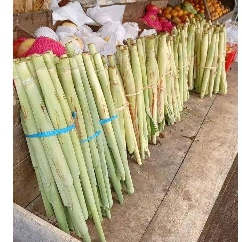 

Trubuk sgar 1 ikat bunga trubuk