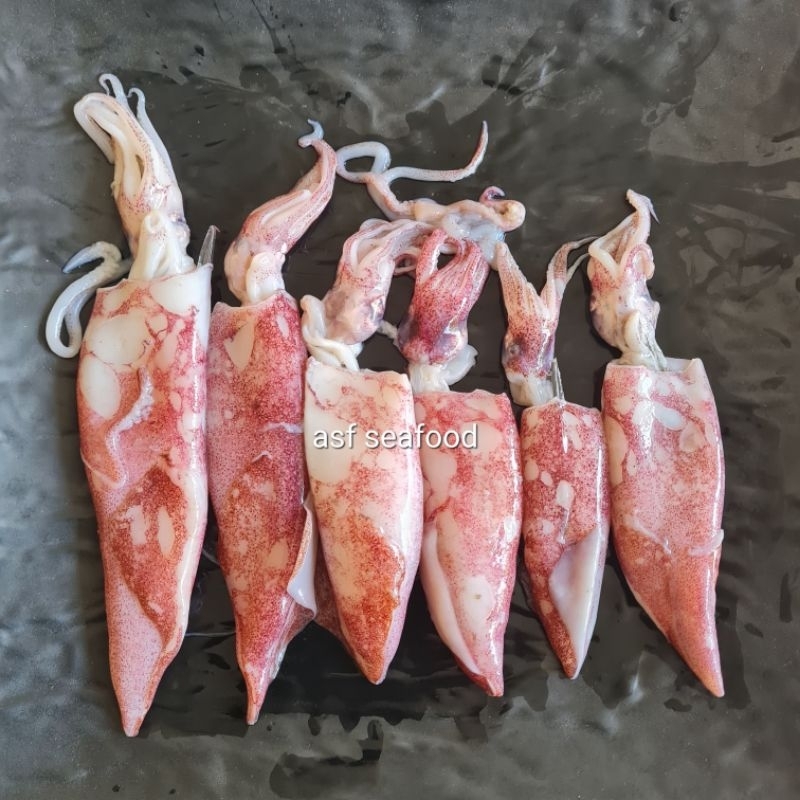 

Cumi Merah Cantrang Sedang