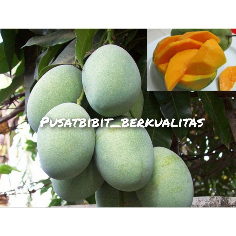 bibit mangga manalagi madu super manis