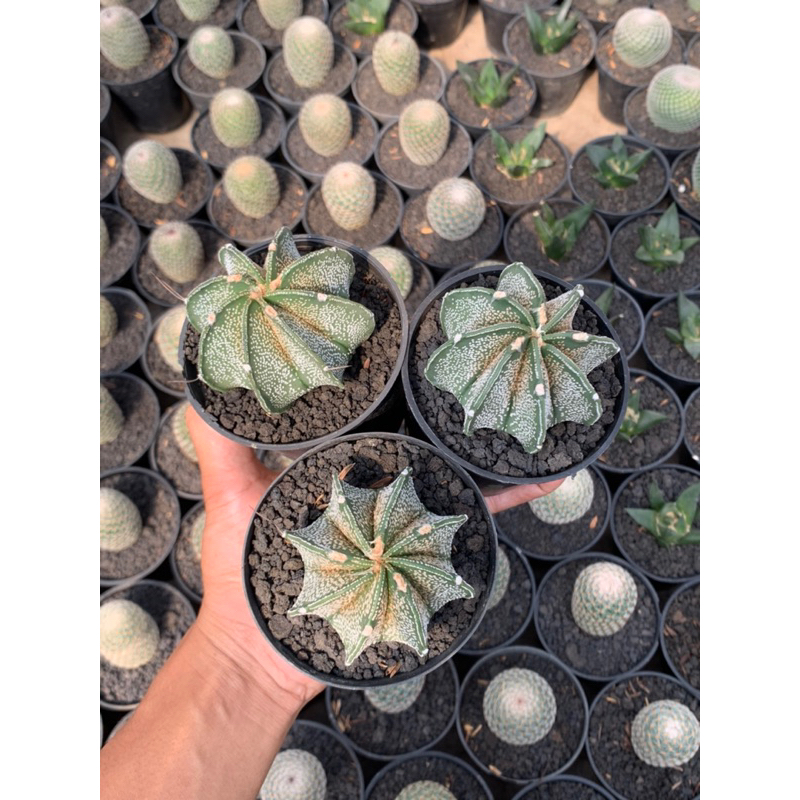 kaktus astrophytum capricorn