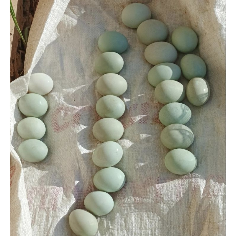 

Telur Bebek Ukuran besar