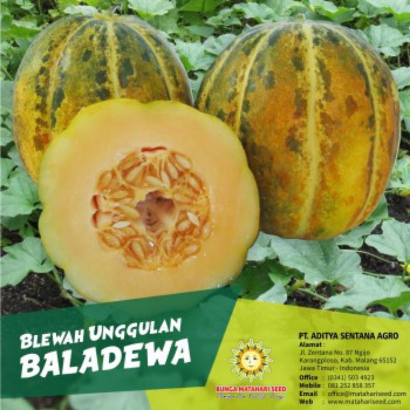 15 Biji Blewah Baladewa | Benih Blewah | Benih Buah