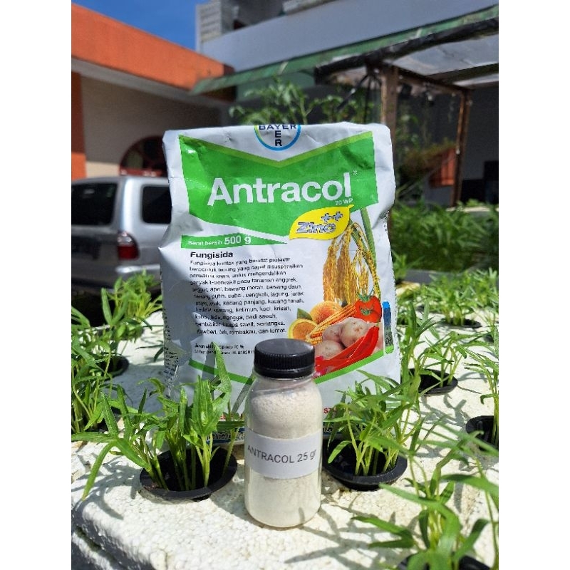 Fungisida Antracol 70 WP Zinc Pembasmi Infeksi Tanaman Jamur Sistemik - Antracol WP Original Kemasan