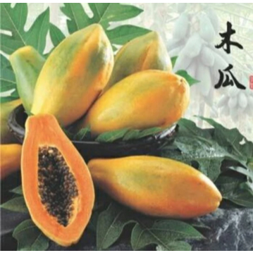 bibit benih pepaya California F1 25 Biji