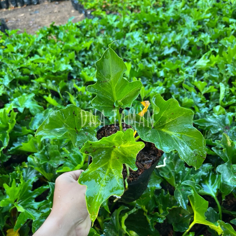 TANAMAN HIAS PHILO JARI REALPICT || TANAMAN HIAS PHILO JARI