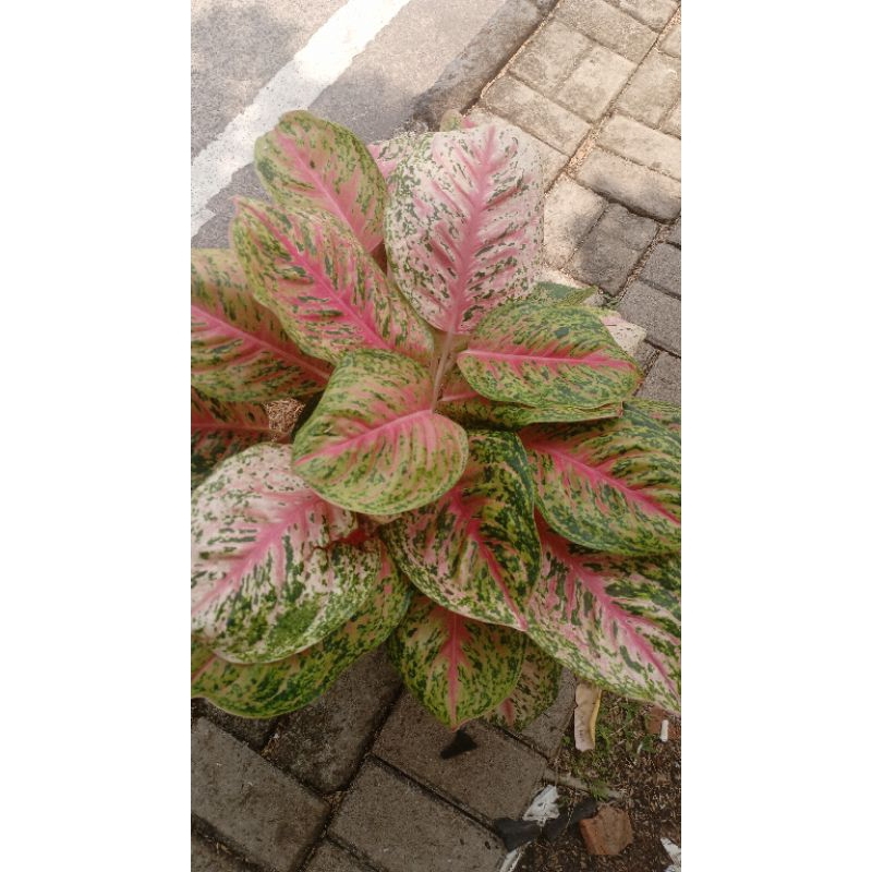 tanaman big papa mutasi