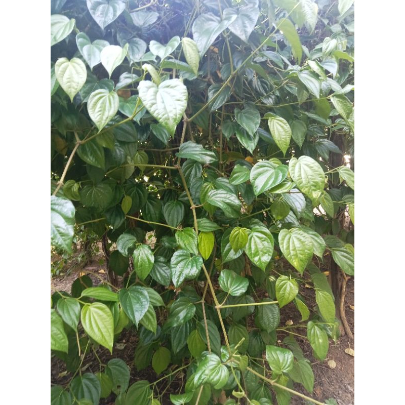

Daun Sirih 100 helai