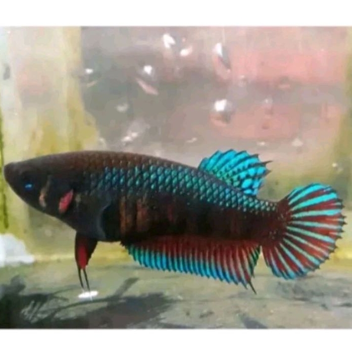 Cupang Fighter Aduan Betina Indukan Import Vietnam Siap Pijah Trah Champion