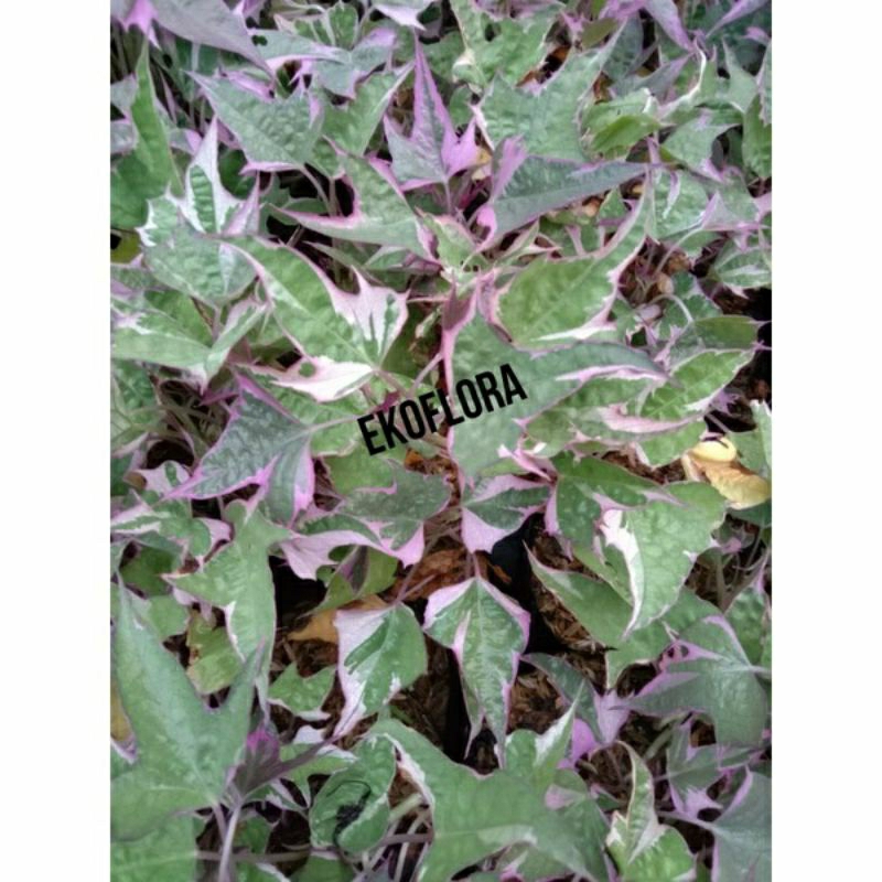 Tanaman Hias Ubi Jalar Varigata Ungu bisa dikonsumsi