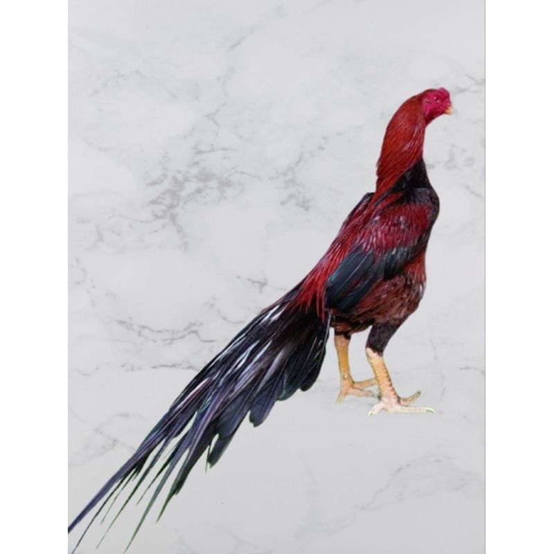 telur fertil ayam Bangkok ekor lidi super