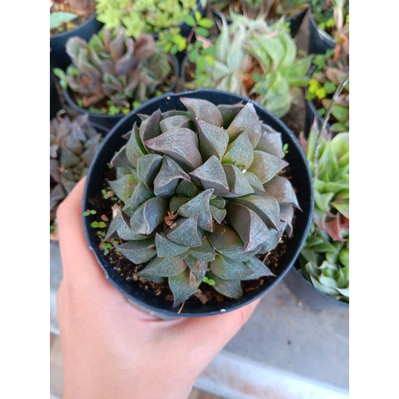 haworthia cocho hybrid