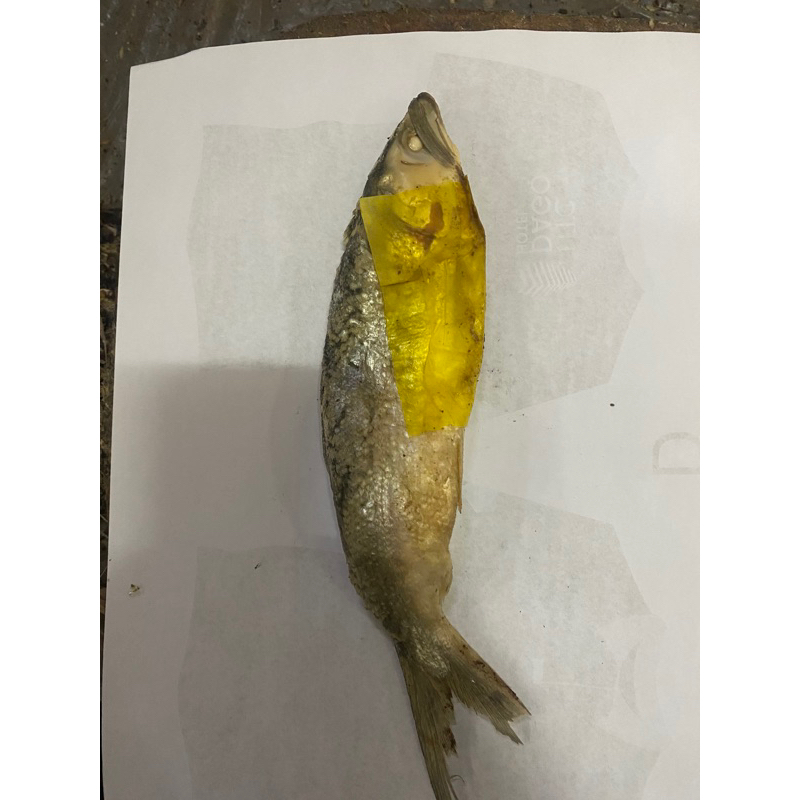 

Ikan bandeng biasa