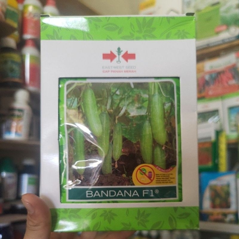 Benih Timun BANDANA F1