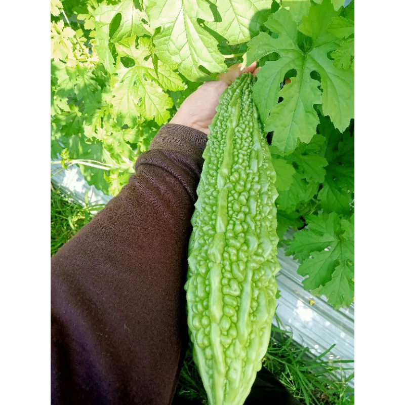 

PARE1kg.SAYUR PARE.BUAH PARE.LALAPAN.SEGAR.SAYUR HIJAU.SAYUR SEGAR(1 KG)