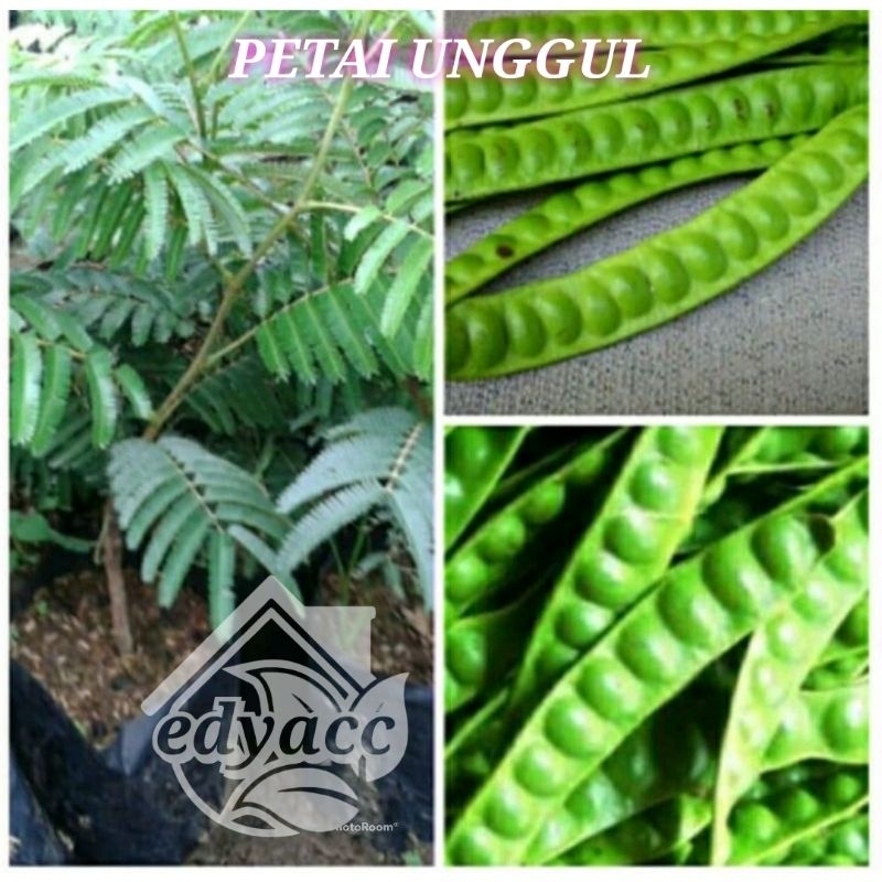 Bibit tanaman PETAI UNGGUL