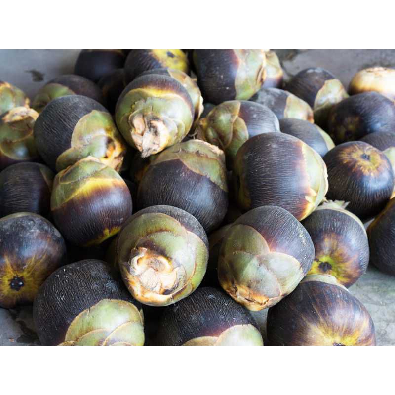 BUAH LONTAR SEGAR PER BUAH