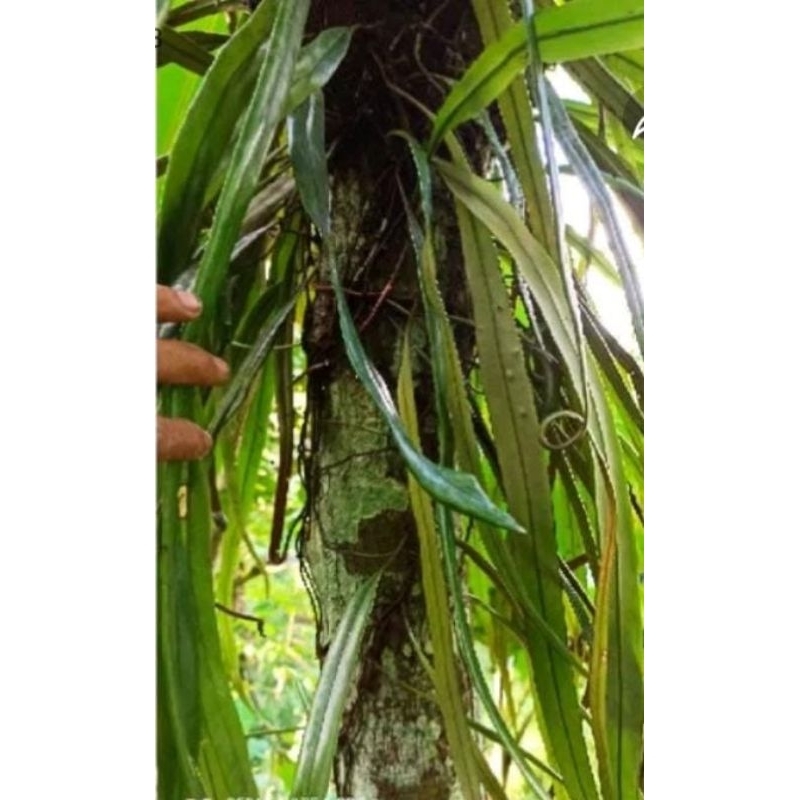 kadaka rumpai perumpun