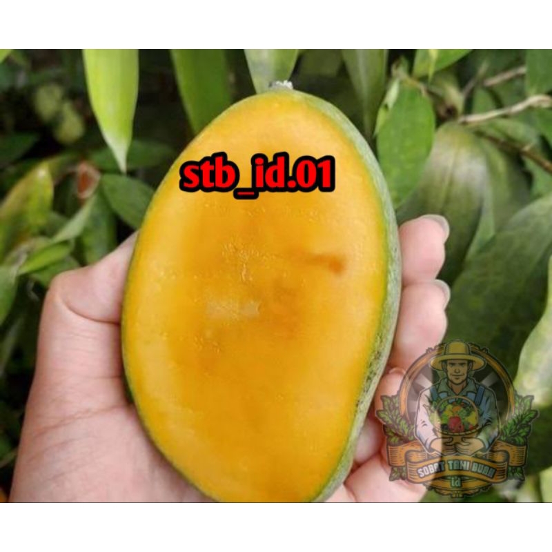 BIBIT MANGGA MANALAGI/MANGGA MADU HASIL OKULASI DAN CANGKOK BATANG BESAR SIAP BUAH