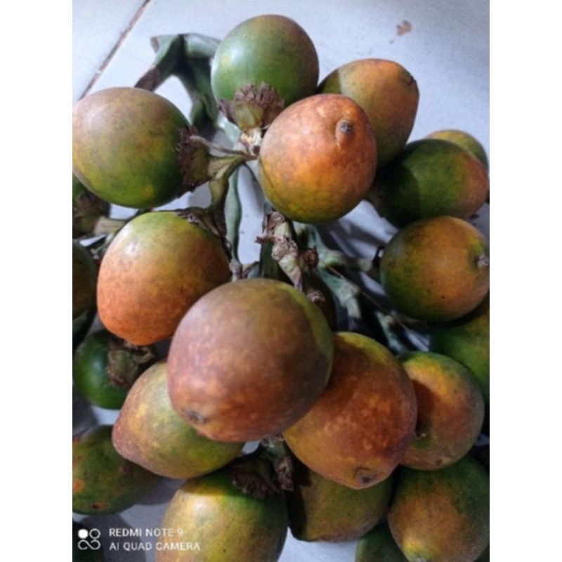 

buah pingang tua 500g