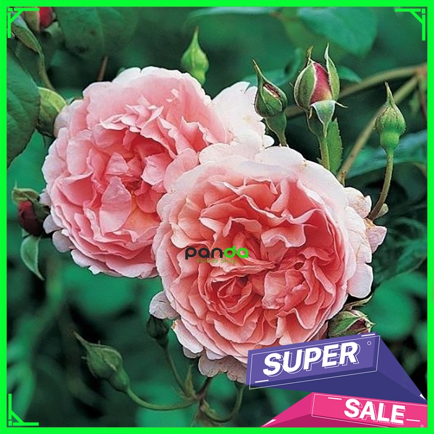 Tanaman Mawar Import - Strawbery Hill - Mawar Rambat Wangi