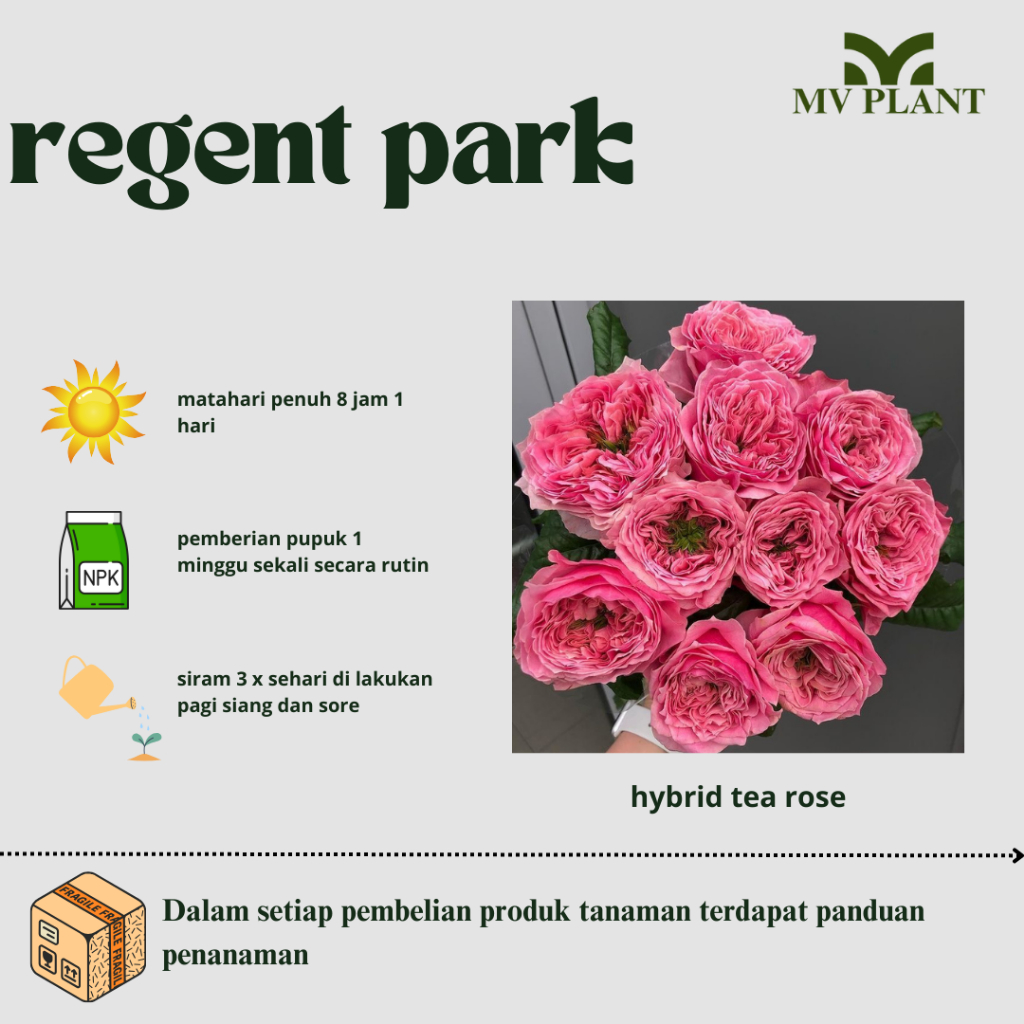 Tanaman Hidup Bunga Mawar Import REGENT PARK-Ukuran Dewasa-Mawar pink-Mawar import-Mawar kelopak bes