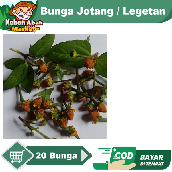 Bunga Jotang / Legetan 20 Pcs