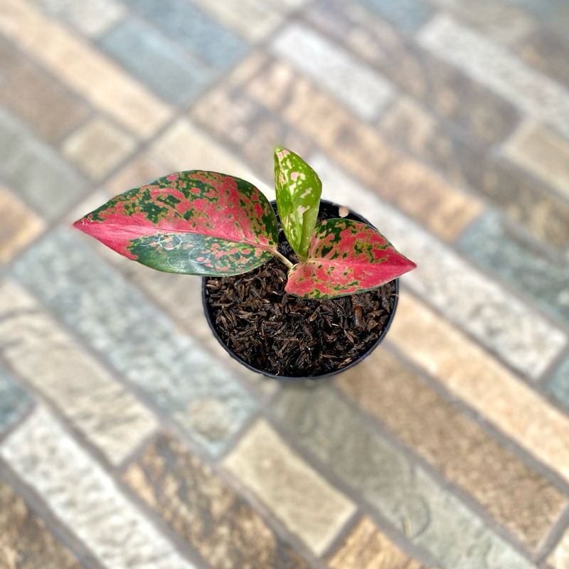 Aglaonema suksom batik