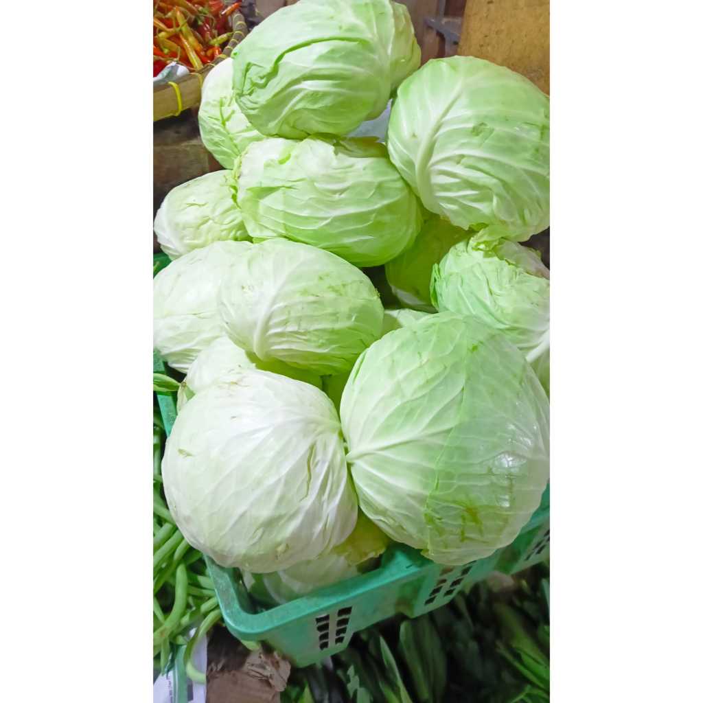 

kubis putih kobis pegunungan jawa