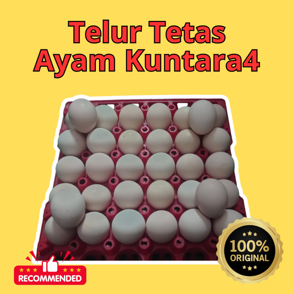 

Telur Fertil Ayam Kuntara4