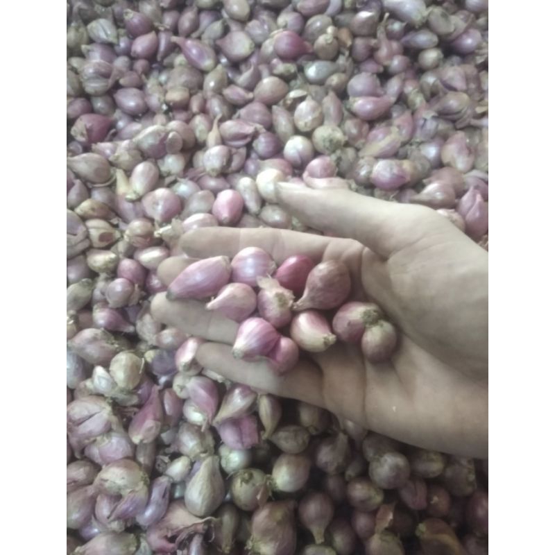 

bawang merah demak kecil 500 gram 9000