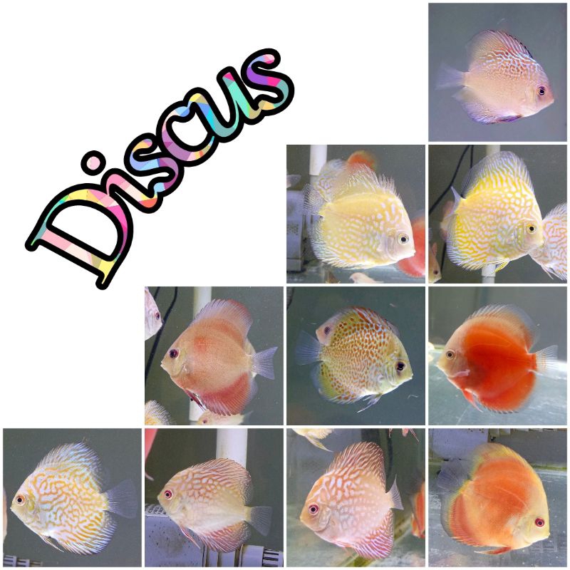 Discus 2in - 5in