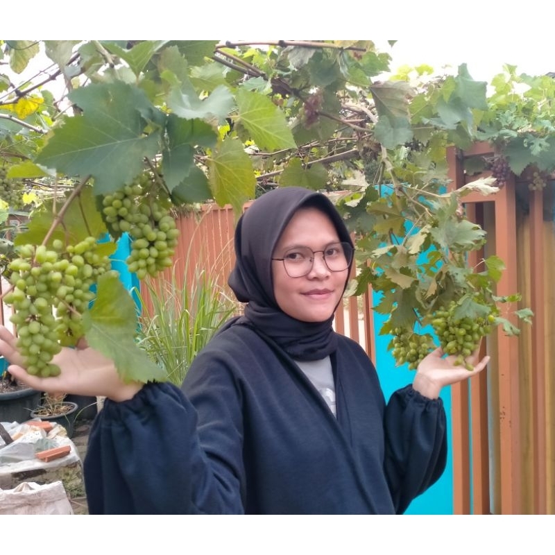 Entres anggur trans, harga per matun