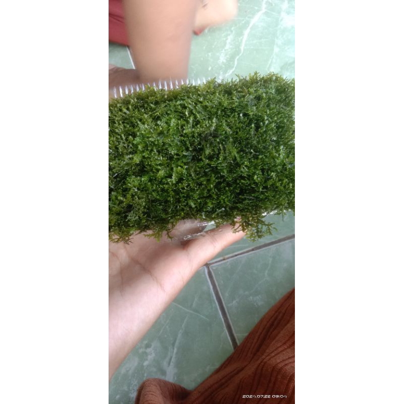 mos ricardia aquascape mika