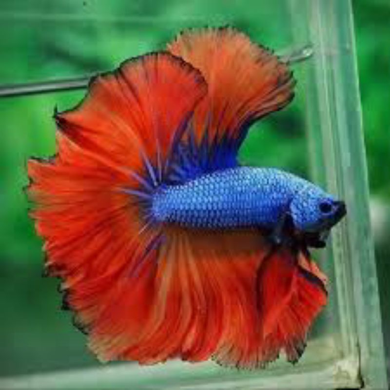 ikan cupang halfmoon sz L isi 15 bergaransi