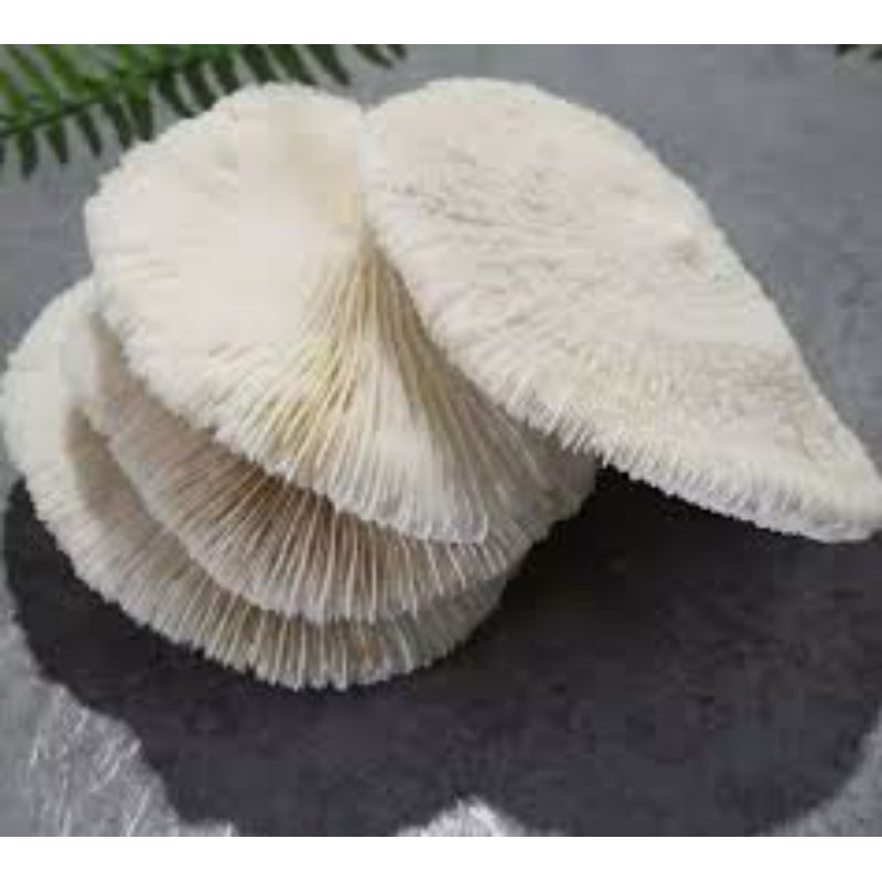 BATU ANEMON LAUT / KARANG JAMUR / MEDIA FILTER AQUARIUM