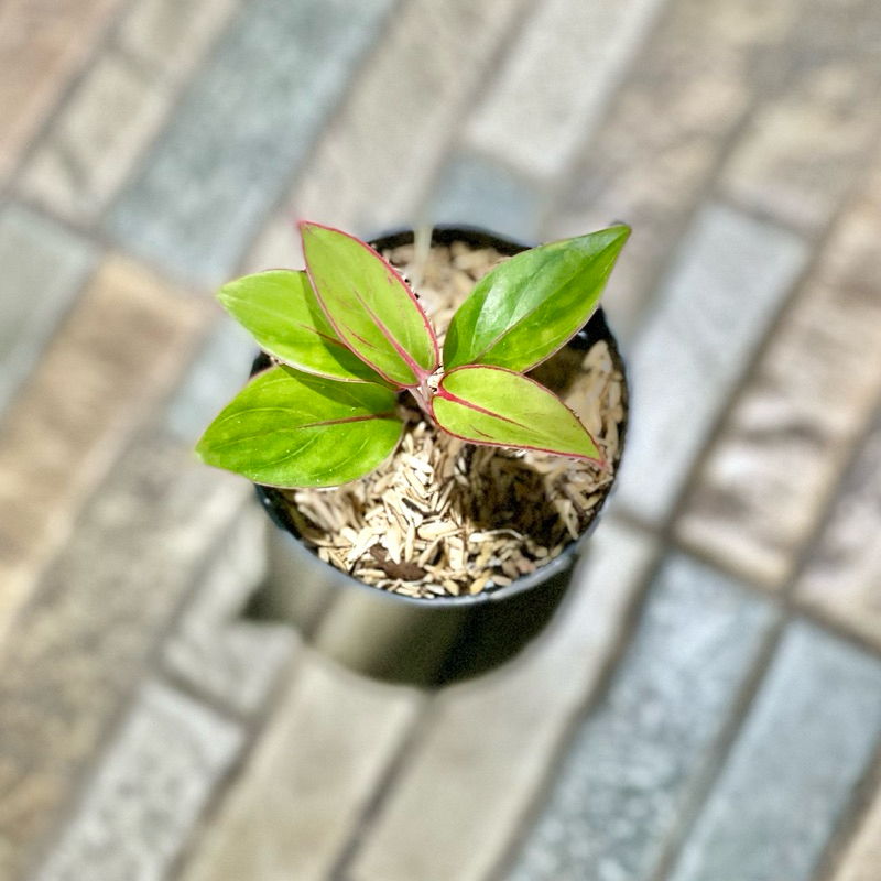 Aglaonema Jayanti