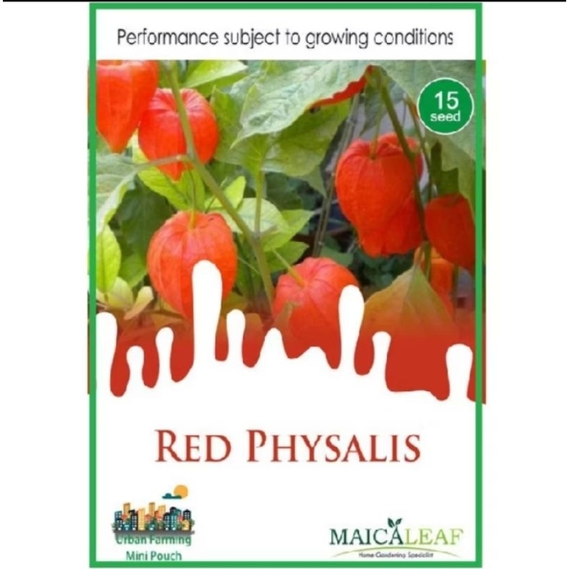 benih ciplukan merah