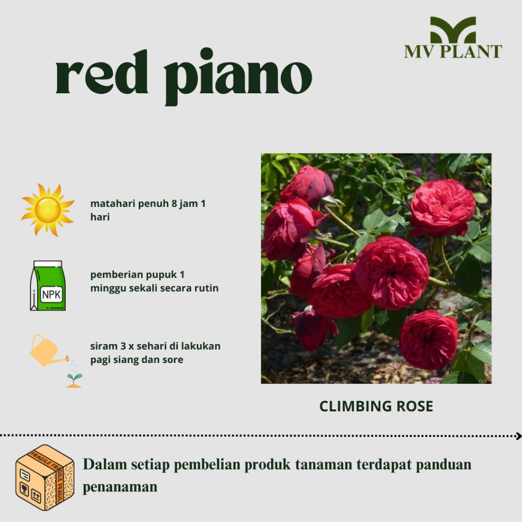 Tanaman Hidup Bunga Mawar Import RED PIANO- Mawar merah-Mawar Import