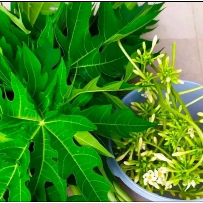 

jual daun pepaya jantan segar per 1 kg