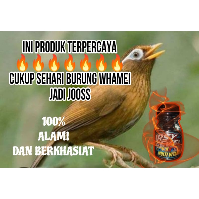 VITAMIN PENGGACOR BURUNG WAMBI