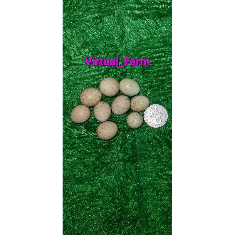 

Telur Puyuh Batu Hias Fertil