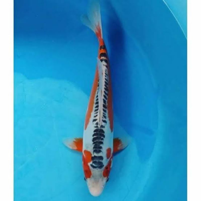 

Stiker koi hana shusui 20-23cm